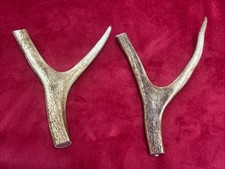 2 PIECES OF RED DEER ANTLERS