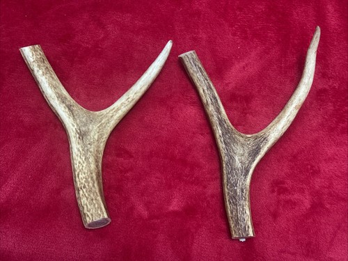 Pieces red deer - of, antlers