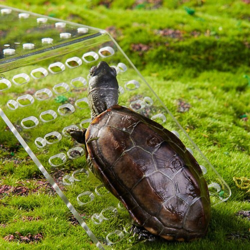 Hanging turtle basking - turtle,