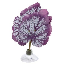 ⁺ Betta Fish Leaf Pad