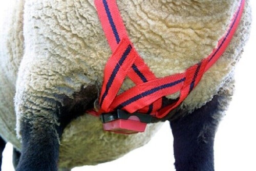 Mating mark delux ram harness - mating,