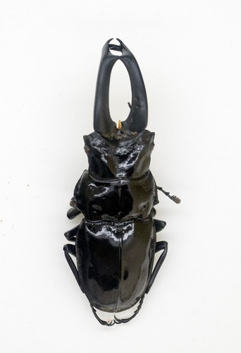 Lucanidae stag deer - , beetle