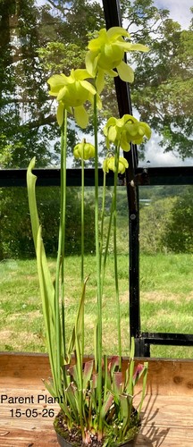 Seedlings from sarracenia - from,