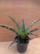 Sansevieria trifisciata habrid B12 Megan-snake plant 