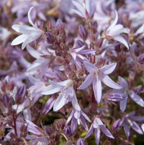 Campanula plug plants - plug,