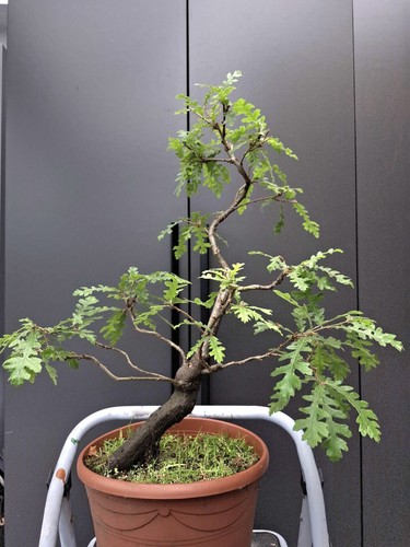 Part trained yamadori oak - trained,