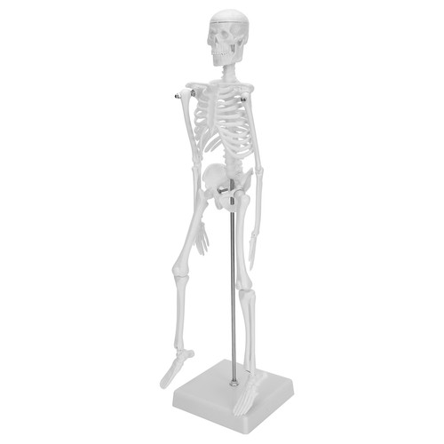 45cm human skeleton model - skeleton,