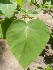 Foxglove Tree, Paulownia