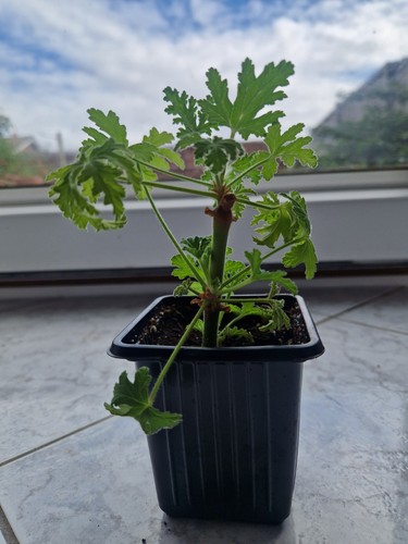 Pelargonium lemon geranium - w3,