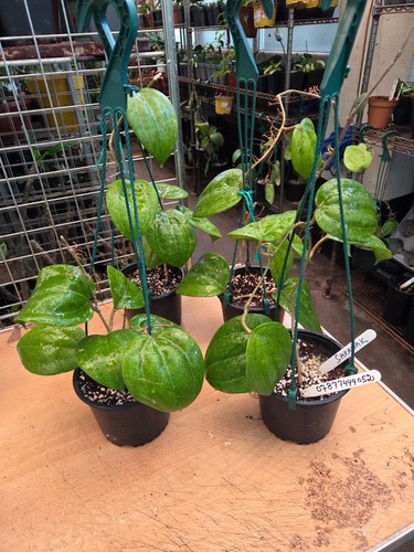 Hoya sarawak large plant in - large,