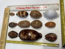 Small selection of cowrie
