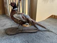 Taxidermy Species pheasant