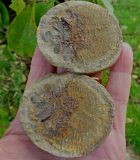 Fossil Fish Bobastrania Madagascar  Lower Triassic  Two Nodule Halves + Stands