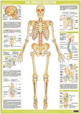 Skeleton Poster A1 Anatomy