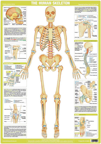 Skeleton poster anatomy - skeleton,