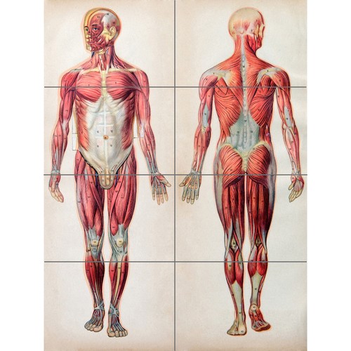 Human body anatomy - body, xl