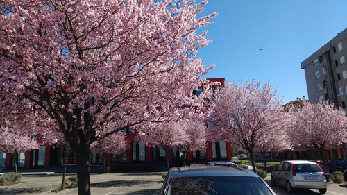 Prunus cerasifera pissardii - cerasifera, 'pissardii'