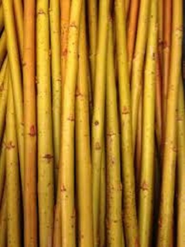 Willow cuttings salix - 50, x