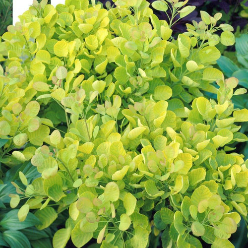 Cotinus coggygria golden - cotinus, 'golden