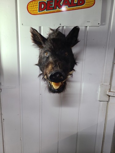 Vintage boar taxidermy - boar, mount