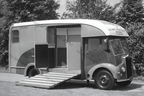 Cv137 the direct horse - the,