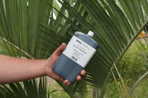 Premium m183 palm - premium, tree