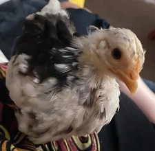 6 + Serama OEGB Fertile Eggs