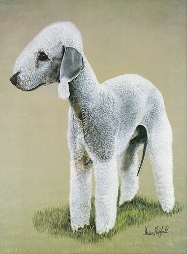 Print bedlington terrier - of, a