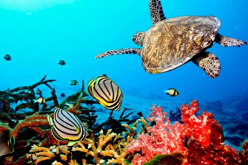 Plant coral help restore - plant,