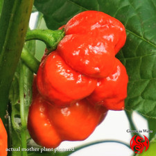 Trinidad Scorpion Chilli Seeds