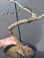 Oak bonsai tree - ,
