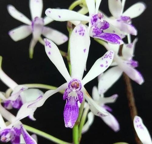 Rare vandachostylis tss taiwan - vandachostylis,