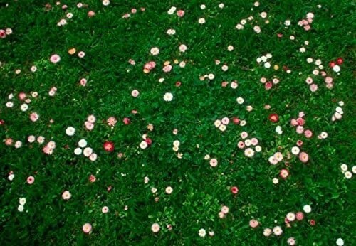 Grass daisy clover - clover, lawn