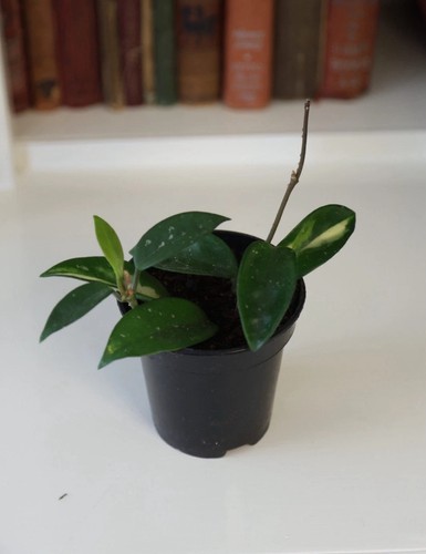 Hoya carnosa tricolour - carnosa, wax