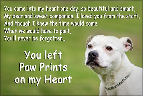 Staffy staffordshire bull - staffordshire,
