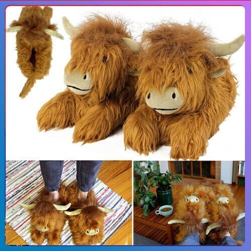 Pair highland cattle - 1,