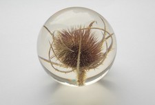 HAFOD GRANGE TEASEL FLOWER