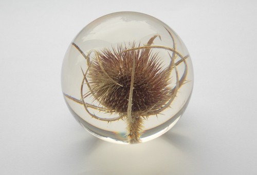 Hafod grange teasel - teasel, flower