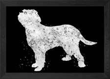 Italian Spinone dog Framed