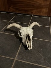 Beautiful Sheep Skull with