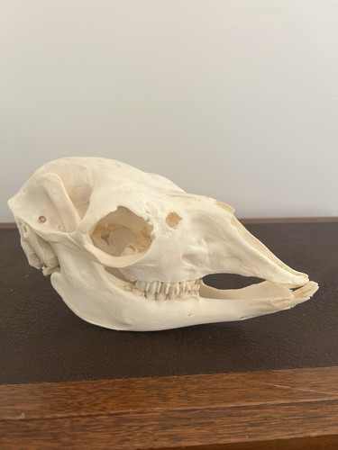 Alpaca skull real animal bone - skull,