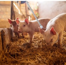 Ultechnovo pig holder catcher