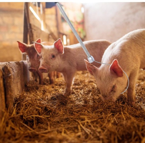 Ultechnovo pig holder - , catcher