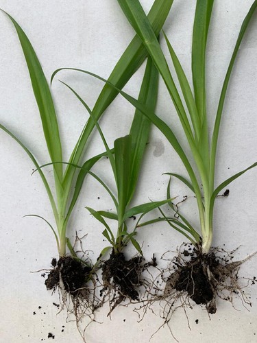 Spider plants well - x3, rooted