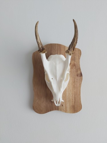 Muntjac buck deer skull - muntjac,