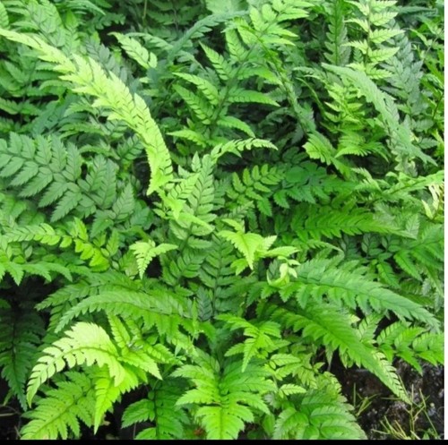 Polystichum fern in 9cm - x,