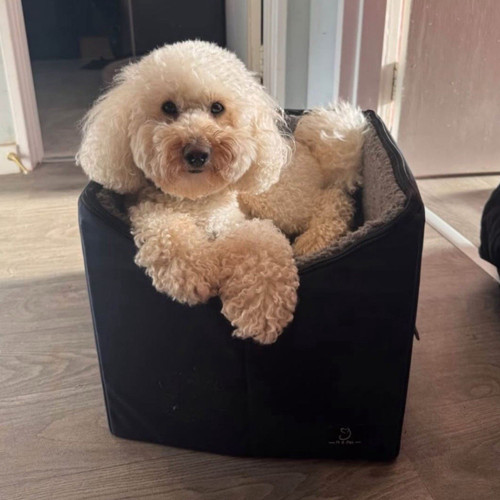 Medium dog car booster - medium,
