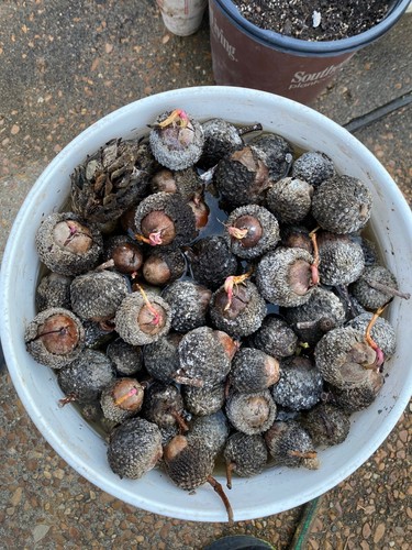 Bur oak acorns some - 15,