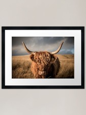 Highland Cattle Face Off