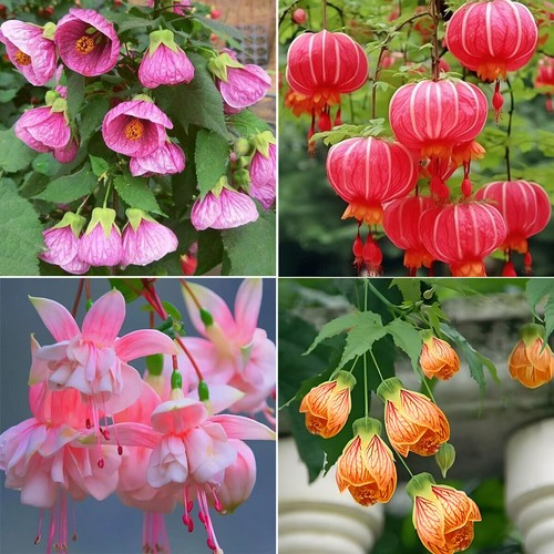 100 multicolor enkianthus - multicolor,